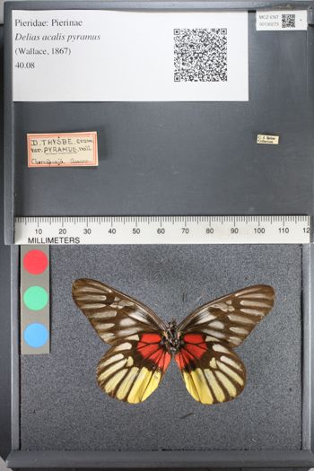 Media type: image;   Entomology 130273